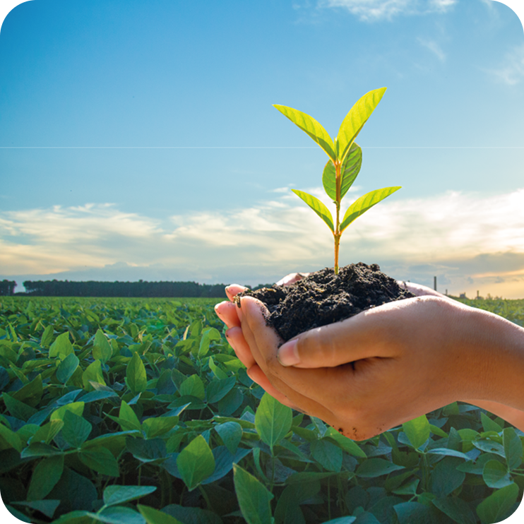 Mão segurando uma planta simbolizando crescimento financeiro